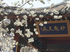 -桃花堤公园