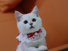 -lincat·猫舍(广州店)