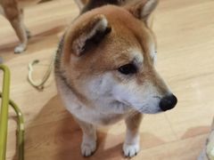 -是阿柴呀！柴犬咖啡·爱喵喵猫咖