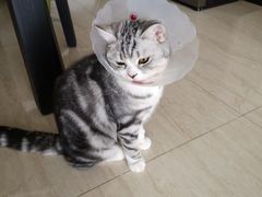 -佳怡动物医院·平价24小时·猫专科骨外科