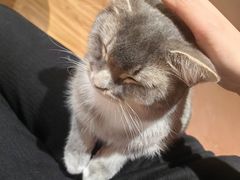 -MOCHA明星猫咖(田子坊店)