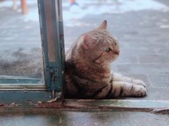 -喵屿·大理花园猫咖