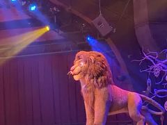 -奥兰多迪士尼动物王国乐园