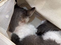 -美联众合动物医院·24h转诊中心