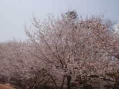 -武汉大学-樱园