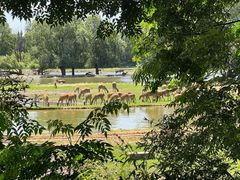 -北京麋鹿生态实验中心