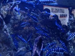 -成都浩海立方海洋公园