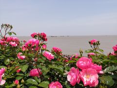 -上海滨江森林公园
