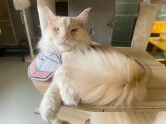 -豆逗聊愈猫阁Easy Life