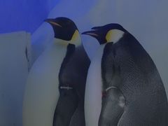 -海合安成都极地海洋公园