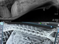 -瑞鹏宠物医院·超声·骨科·奇麟分院(蜀都万达店)