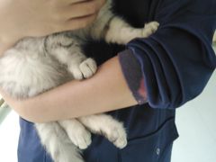 -汪喵宠物医院·骨科心脏影像·犬猫急重症ICU诊疗中心(成华分院)