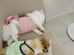 -怪兽屋·羊驼·猫咖·狗咖(俊华广场店)