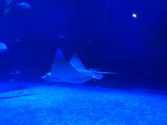 景点-烟台海昌鲸鲨海洋公园