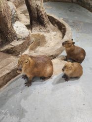 -Zoolung Zoolung动物主题公园(海信广场店)