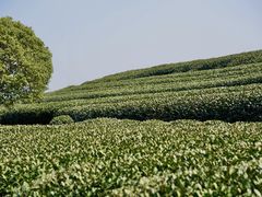 -龙坞茶村