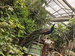 -呀路古热带植物园