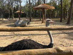 -大连森林动物园