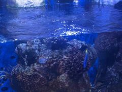 -香港海洋公园