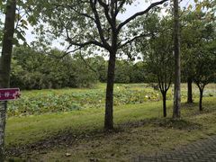 -上海海湾国家森林公园