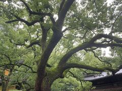 -普陀山风景名胜区-法雨禅寺