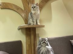 -猫和宫(六道口店)