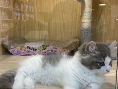 -屋虎猫馆(宝安大仟里店)