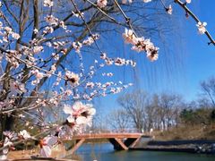 -大兴滨河森林公园