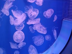 -福州罗源湾海洋世界旅游区