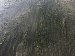 -芒洲湿地公园