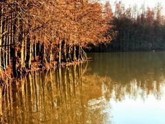 -上海海湾国家森林公园