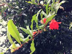 -莲湖公园