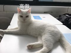 -喵的天空名猫咖啡馆·撸猫·猫舍·用品