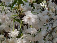 -天适樱花悠乐园