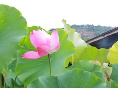 -远山有窑