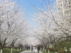 -高东镇樱花园