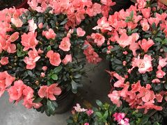 -秦美花卉(天朗·莱茵小城2期店)