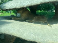 -北京野生动物园