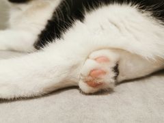 -猫儿山۰猫主题餐厅