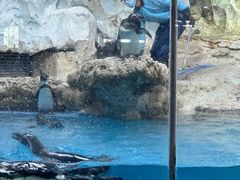 -帝企鹅自助餐厅•儿童岛•真企鹅(长隆企鹅酒店)