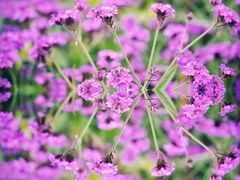 -紫颐香薰山谷景区