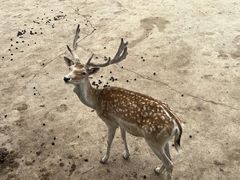 -齐齐哈尔龙沙动植物园