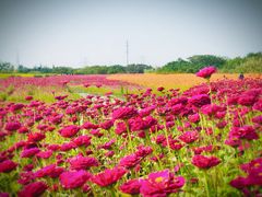 -映月湖中央公园