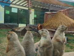 -大连森林动物园