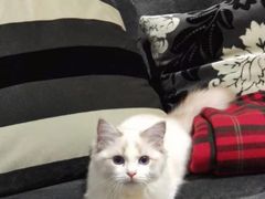 -Bastet sally猫舍购宠(静安店)
