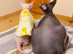 -纳吉亚猫专科动物医院博雅分院