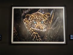 -罗红摄影艺术馆