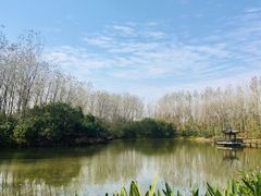 -合肥滨湖国家森林公园