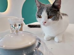 -飞行喵MR PILOT|猫舍·猫咖(静安大融城店)