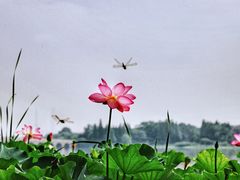 -云龙湖旅游景区